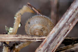 Imagem de Ashfordia granulata (Alder 1830)