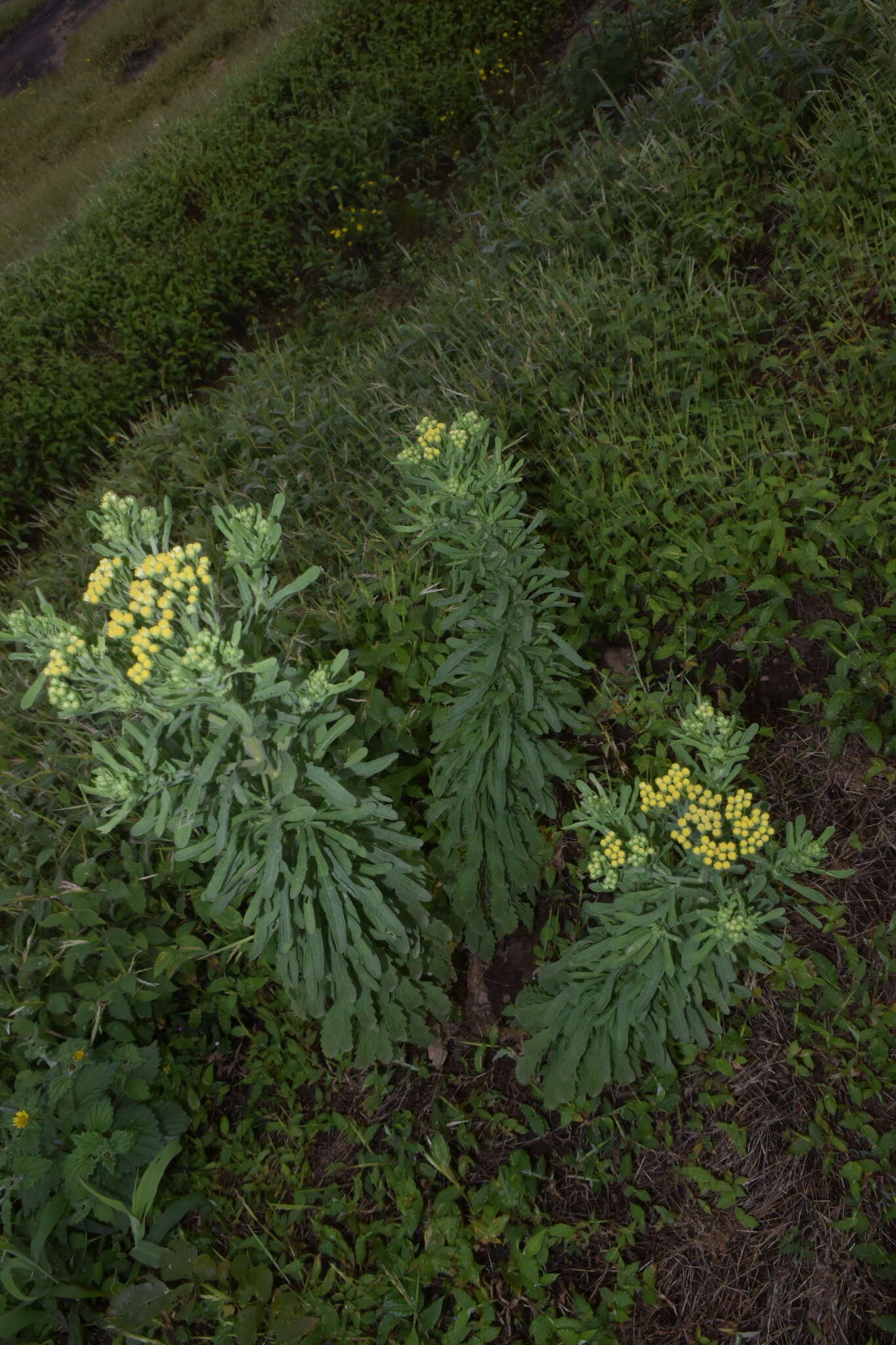 Image of Conyza stricta Willd.