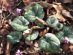 Image of Cyclamen coum Miller