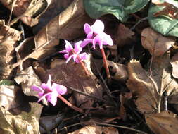 Image of Cyclamen coum Miller