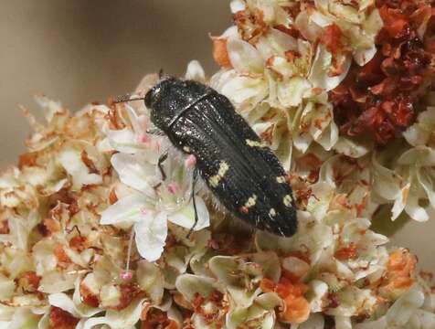 Image of Acmaeodera angelica Fall 1899