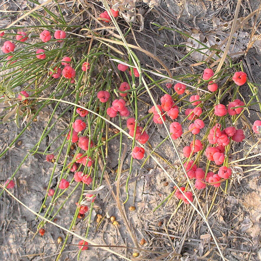 Image of Sea Grape