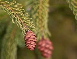 Image of Canadian Spruce