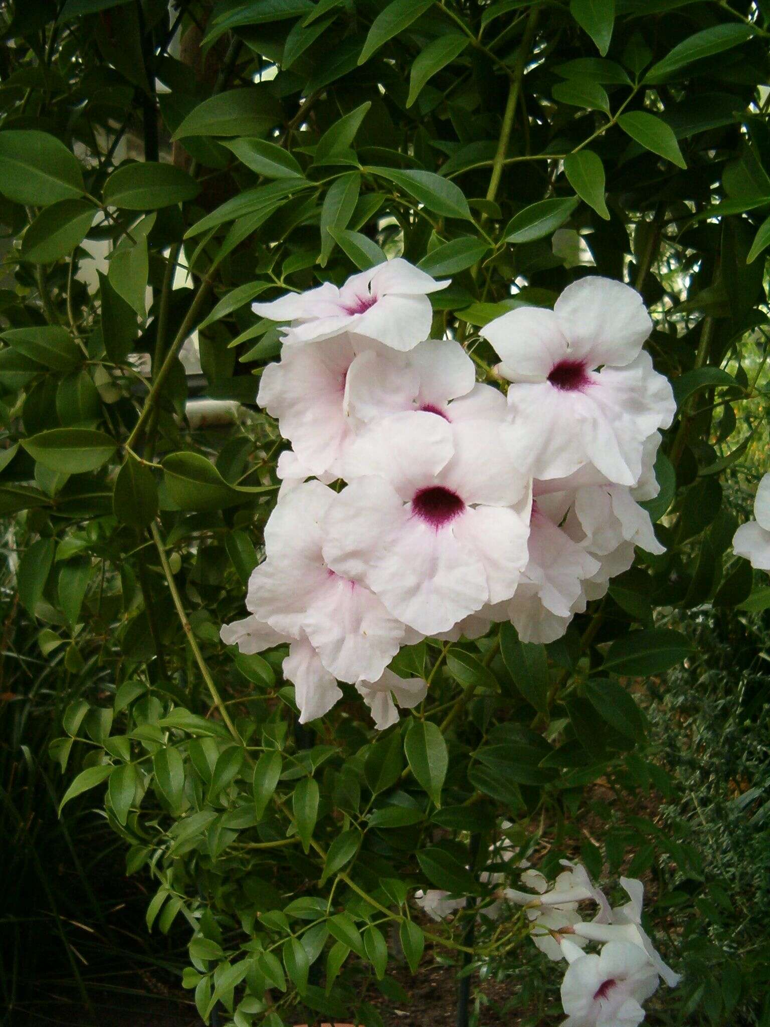 Image of Native Jasmine