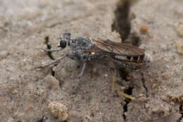 Image of Three-banded Robber Fly