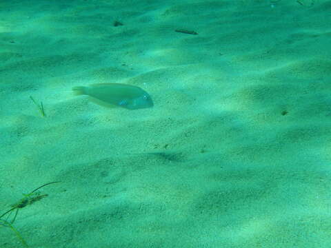 Image of Cleaver Wrasse