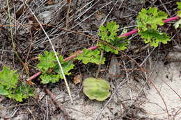 Plancia ëd Dicerocaryum forbesii (Decne.) A. E. van Wyk