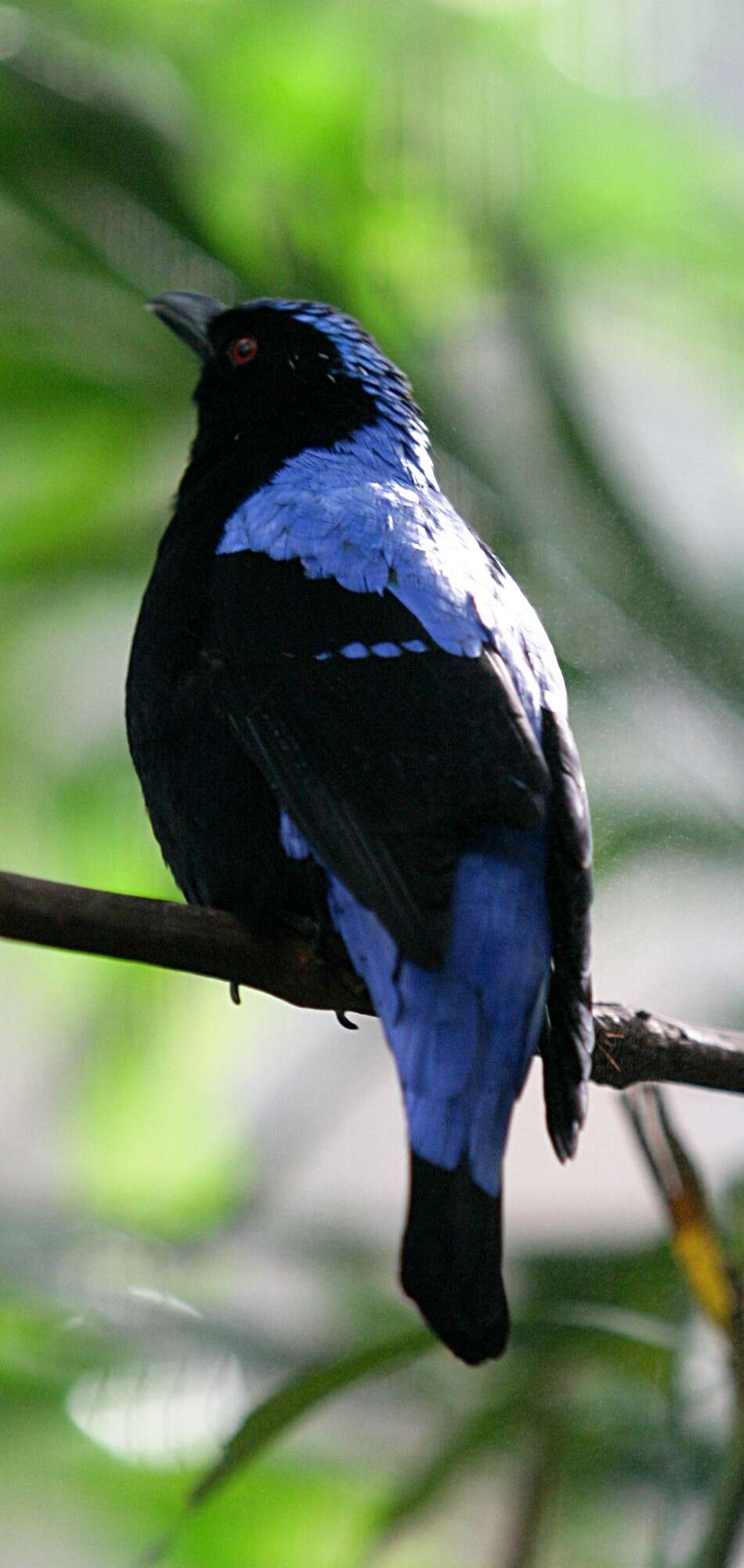 Image of fairy-bluebirds