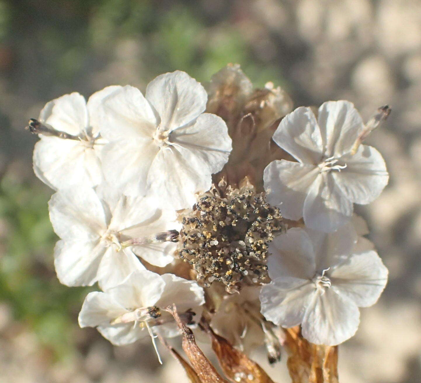 Ursinia anthemoides subsp. anthemoides resmi