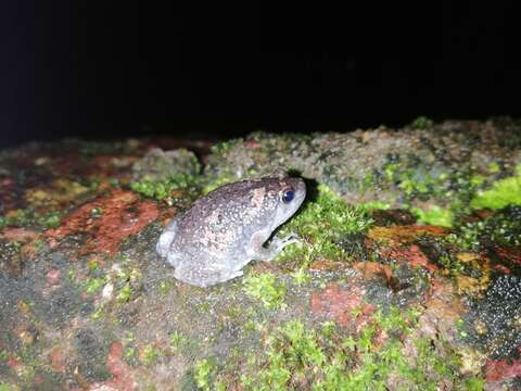 Image of Sri Lankan Bullfrog