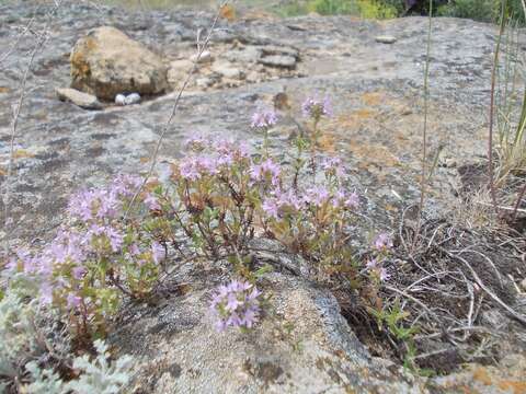 Image of Thymus kirgisorum Dubj.