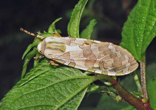 صورة Halysidota tucumanicola Strand 1919