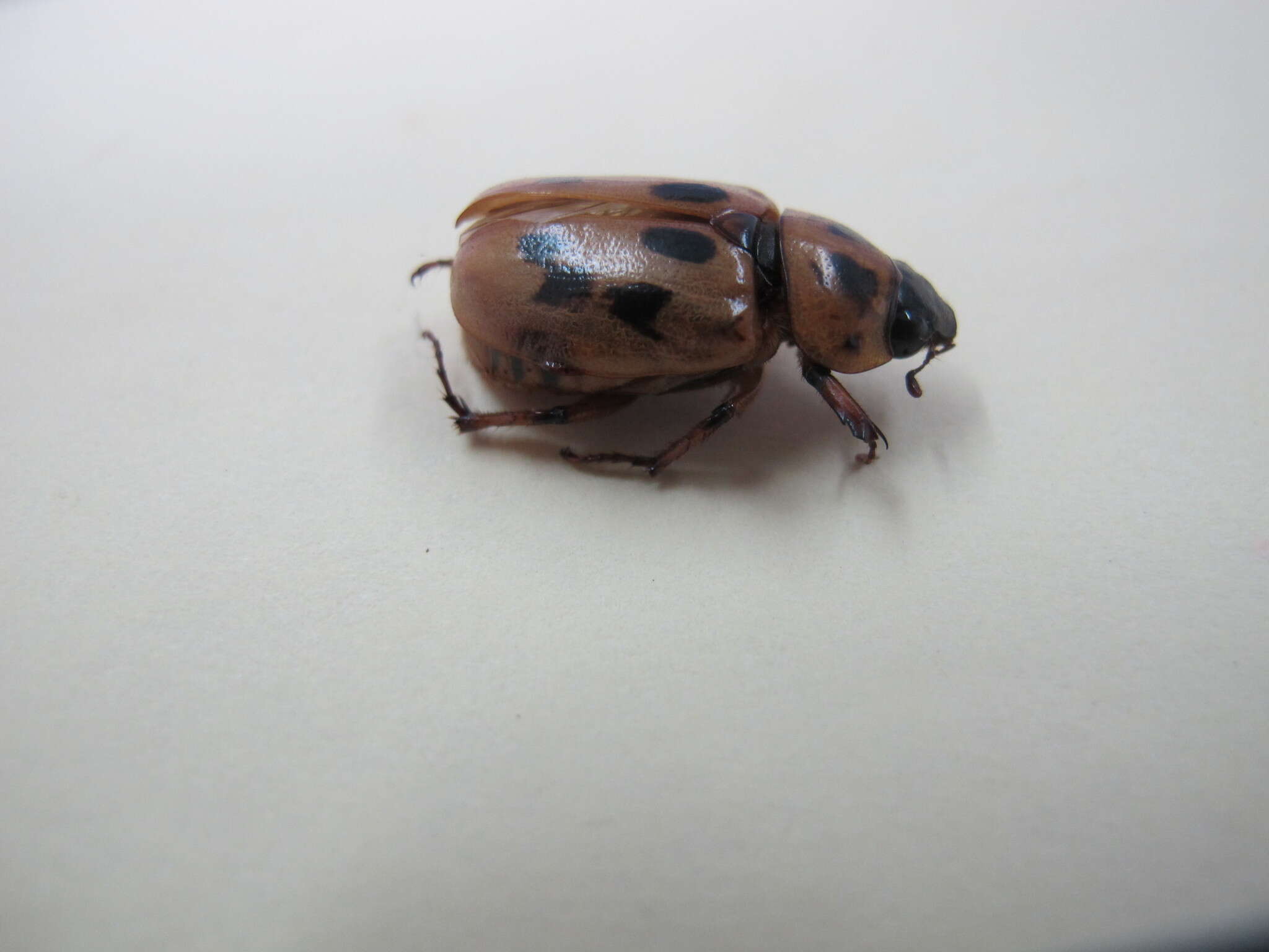 Image of Cyclocephala sexpunctata Castelnau 1840