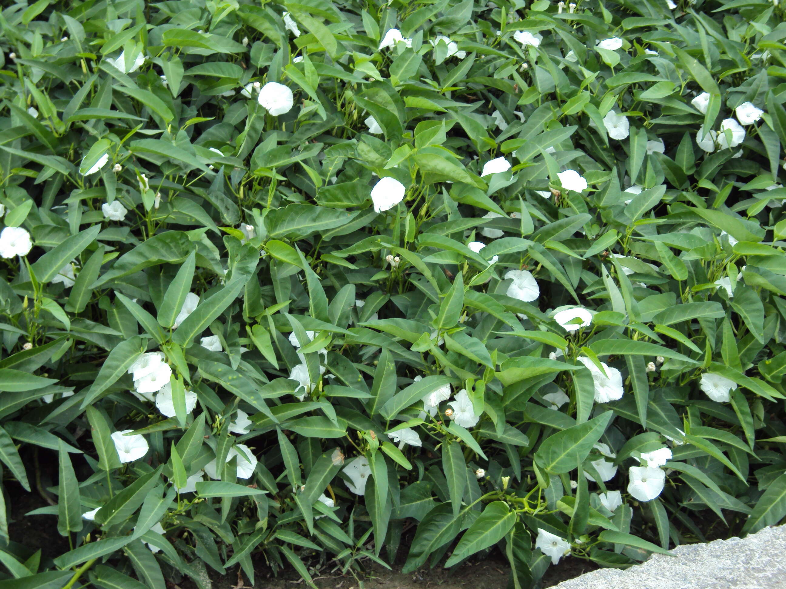 Image of kangkung