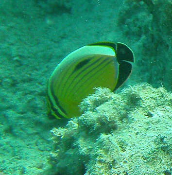 Image of Blacktail Butterflyfish