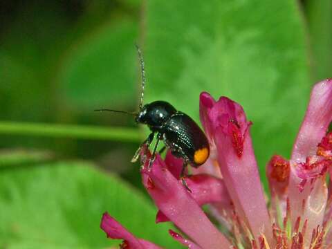 Cryptocephalus biguttatus resmi