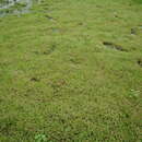 Image of Moss Grass