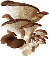 Image of Pleurotus ostreatus (Jacq.) P. Kumm. 1871