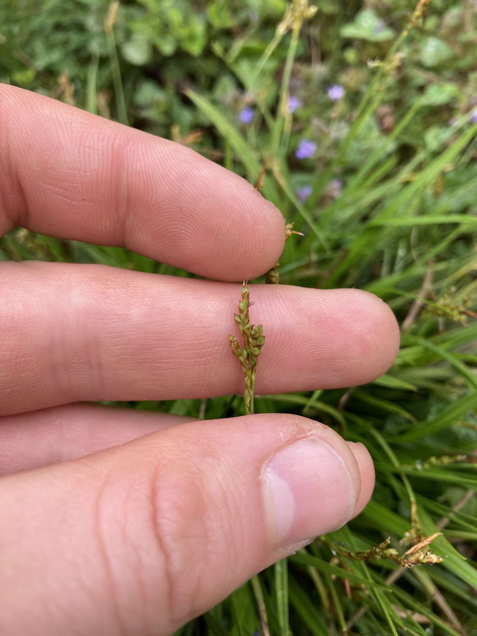 Image of Carex ornithopoda Willd.