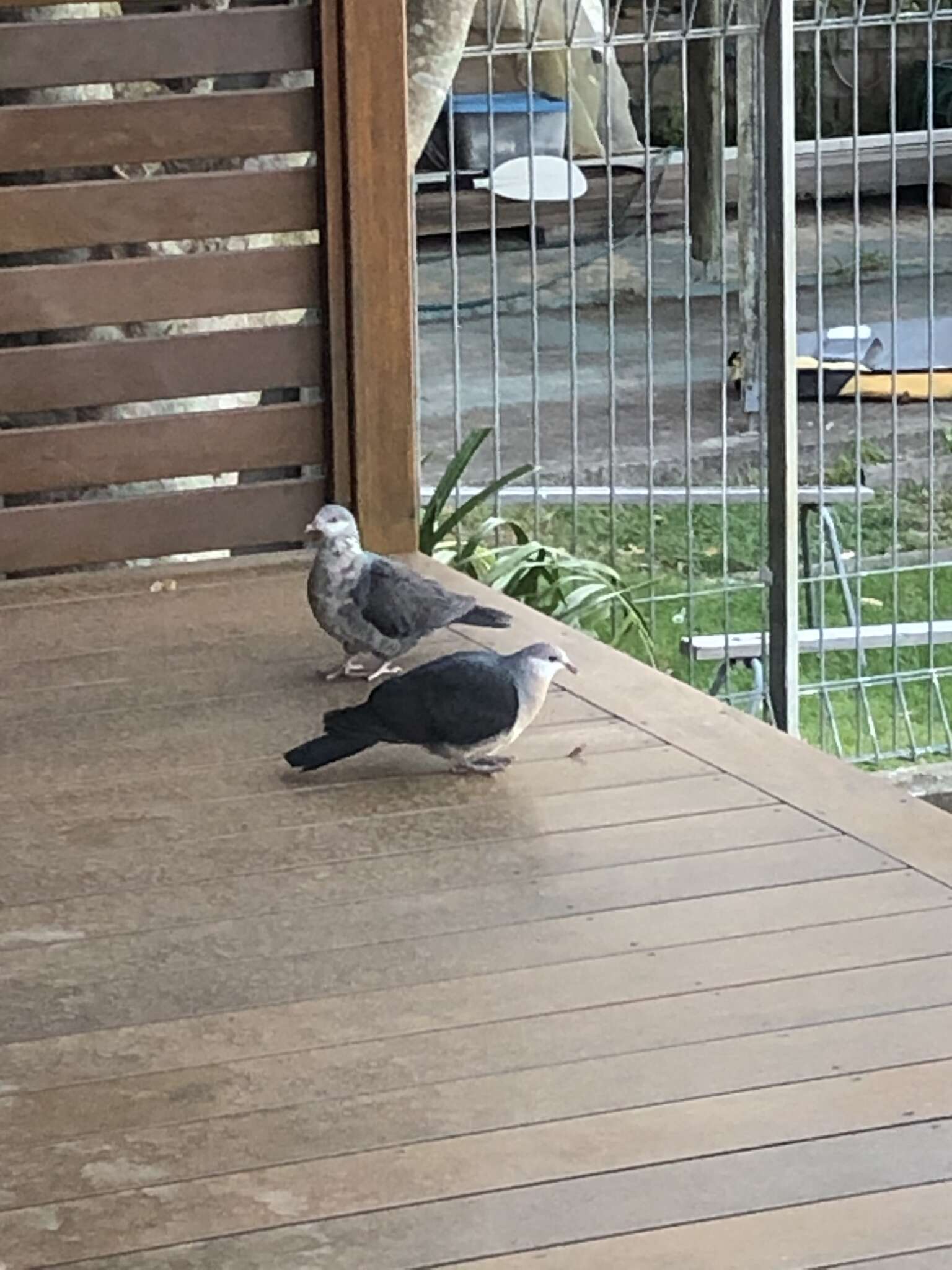 Image of White-headed Pigeon