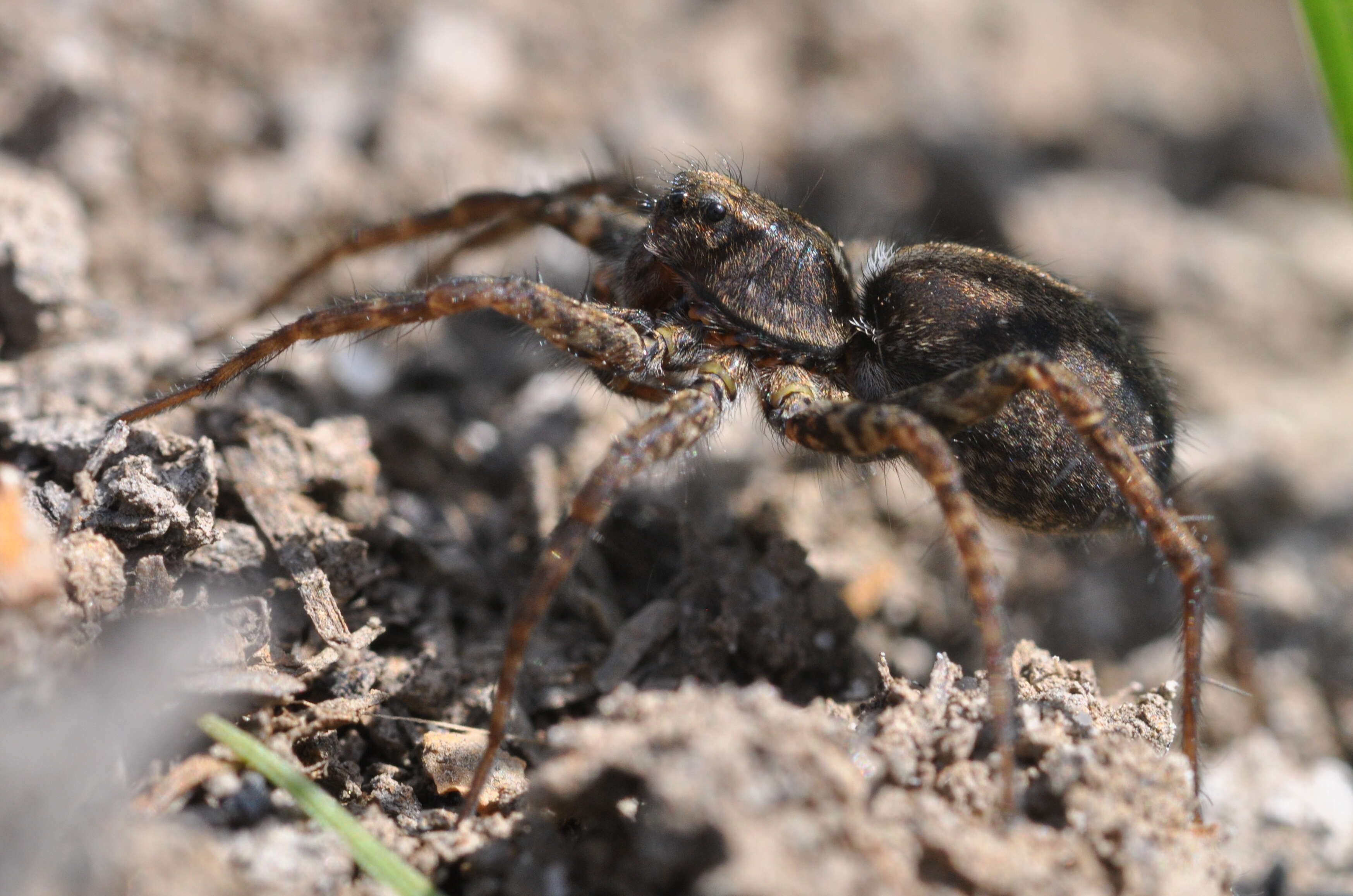 Image of Wolf spider