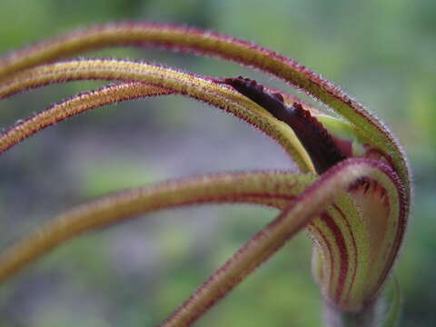 Image of Giant spider orchid