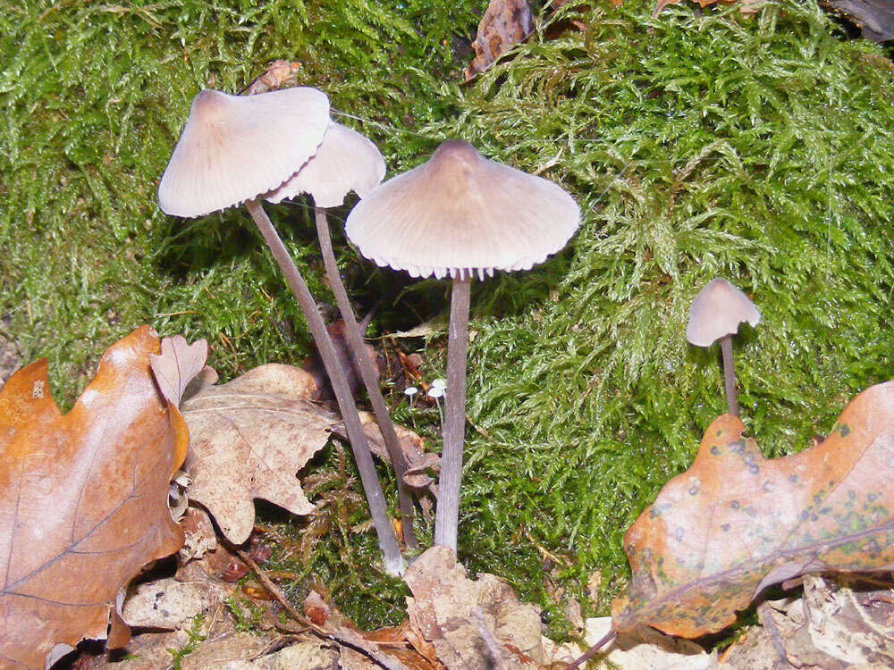 Image of Mycena polygramma (Bull.) Gray 1821