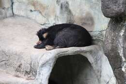 Image of Formosan black bear