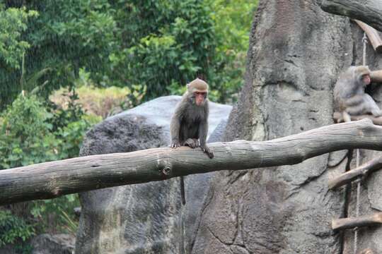 Image of Taiwan macaque