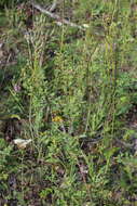 Image of Spiraea crenata L.