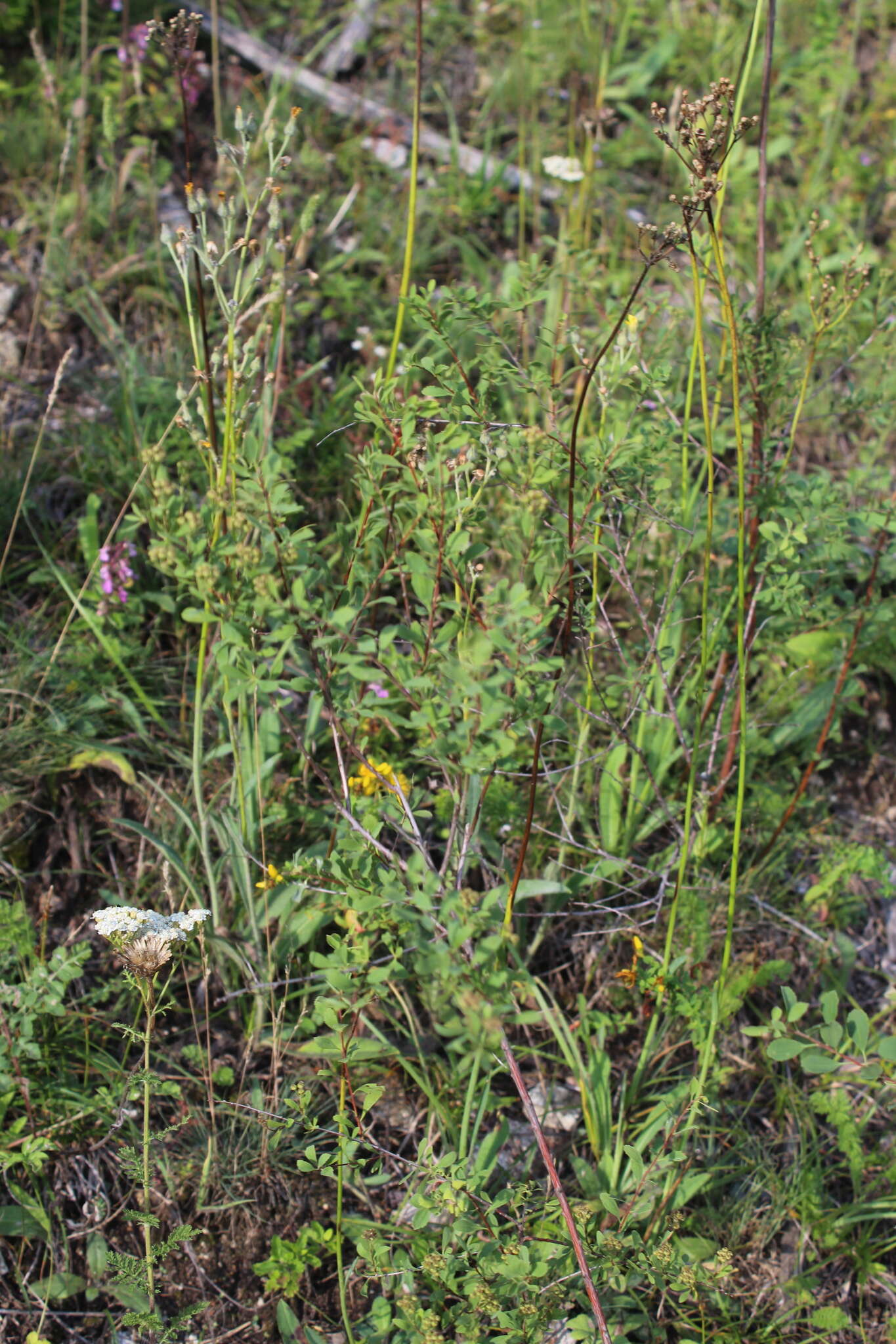 Image of Spiraea crenata L.