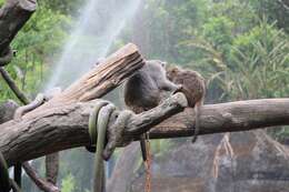 Image of Taiwan macaque