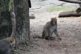 Слика од Macaca cyclopis (Swinhoe 1863)