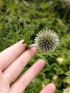 Echinops exaltatus Schrad.的圖片