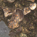 Image of Christiansen's hobsonia lichen