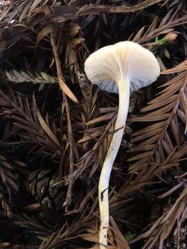 Слика од Hygrocybe russocoriacea (Berk. & T. K. Mill.) P. D. Orton & Watling 1969