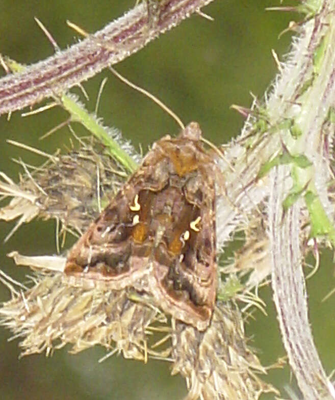 Imagem de Autographa pulchrina Haworth 1802