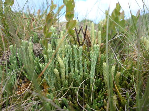 Image of Alpine Creeping-Cedar