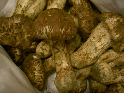 Tricholoma matsutake (S. Ito & S. Imai) Singer 1943 resmi