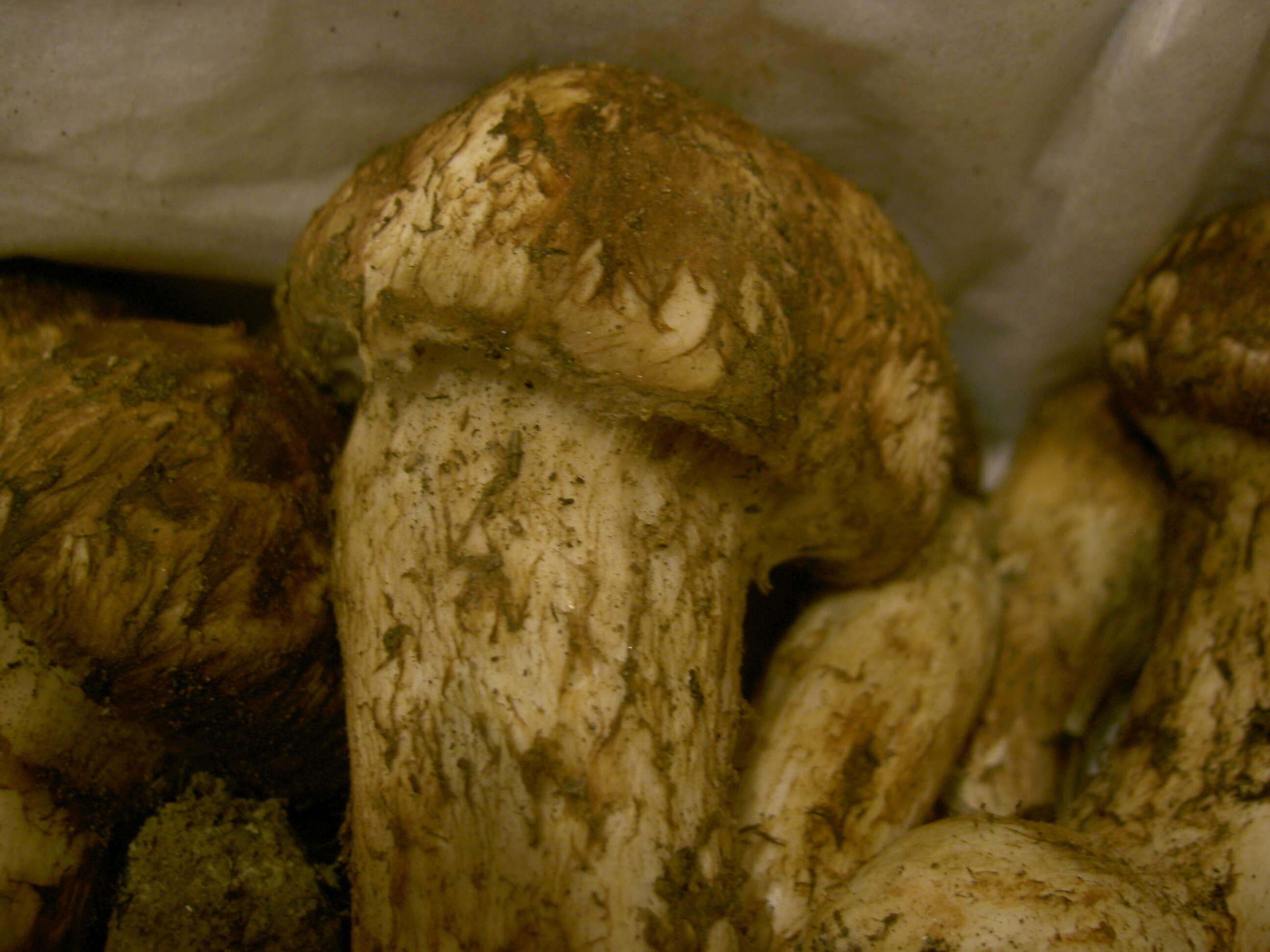 Tricholoma matsutake (S. Ito & S. Imai) Singer 1943 resmi