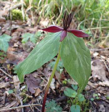 Image of Blue Ridge wakerobin