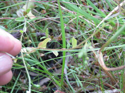 Image of Creeping Forget-me-not