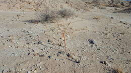 Image of little deserttrumpet