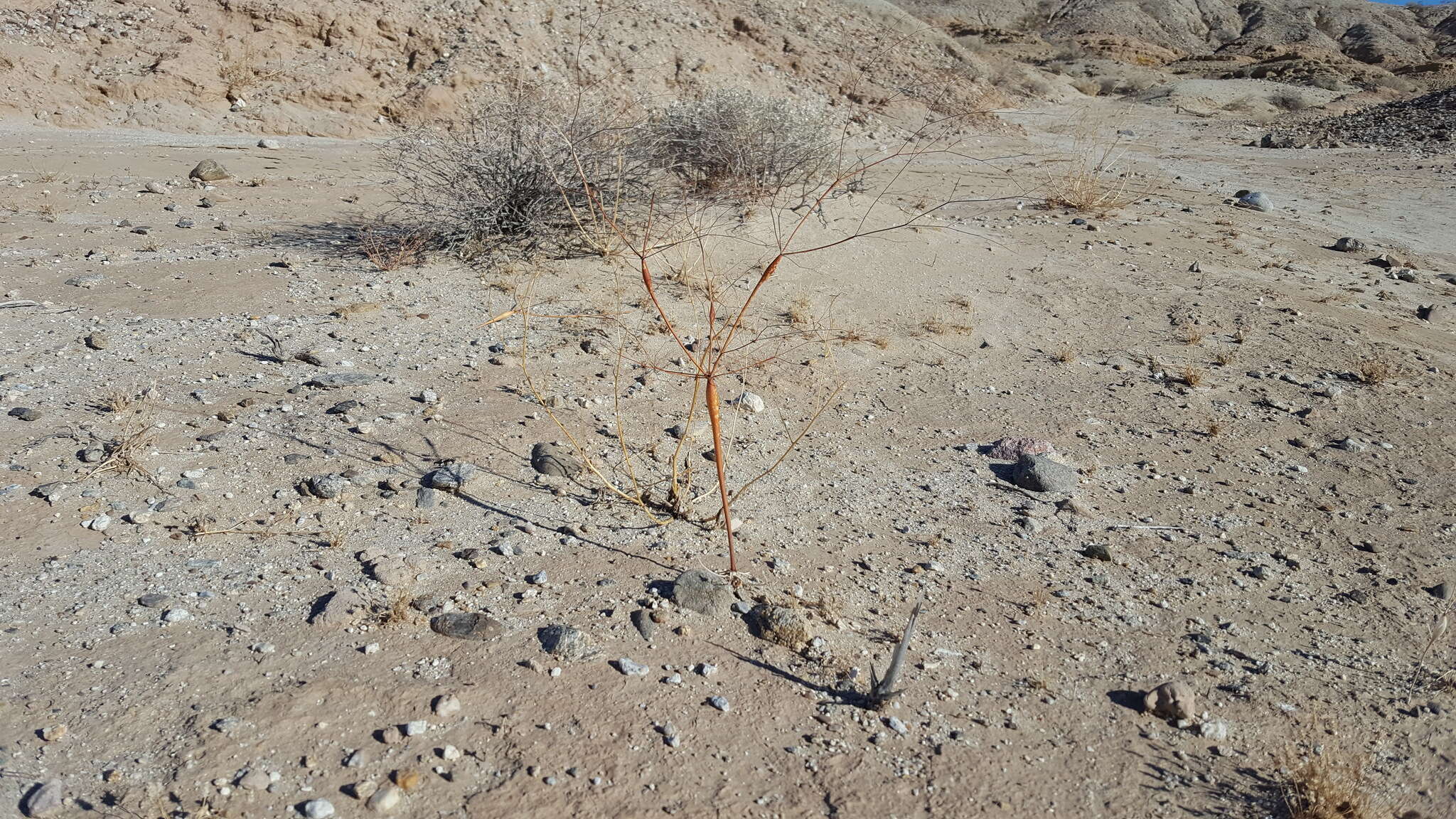 Image of little deserttrumpet