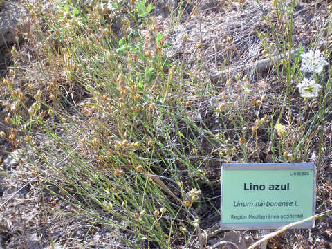 Image of Blue flax