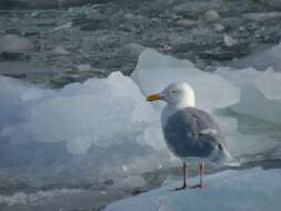 Image of Glaucous Gull