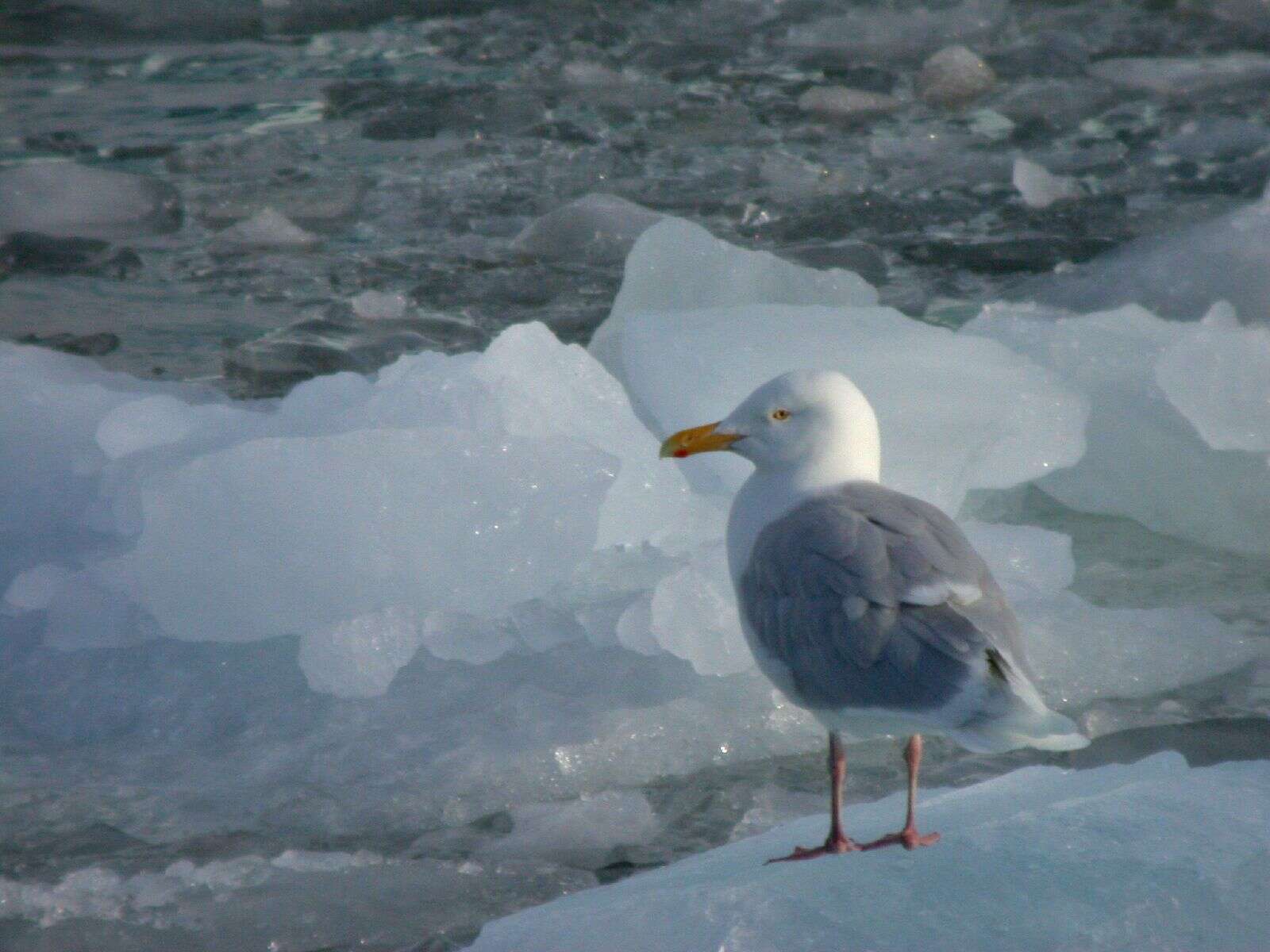 Image of Glaucous Gull