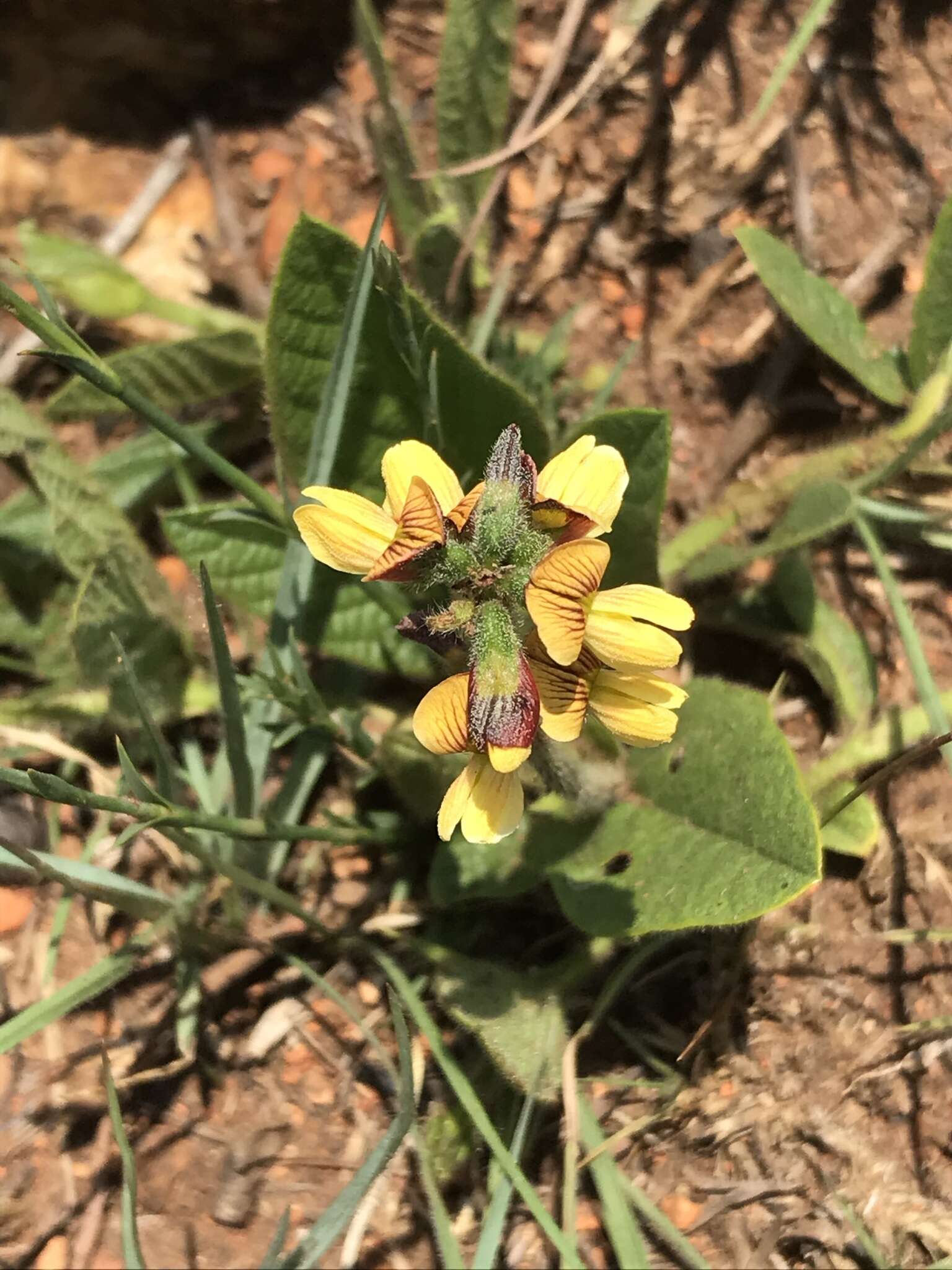 Image of Eriosema cordatum E. Mey.