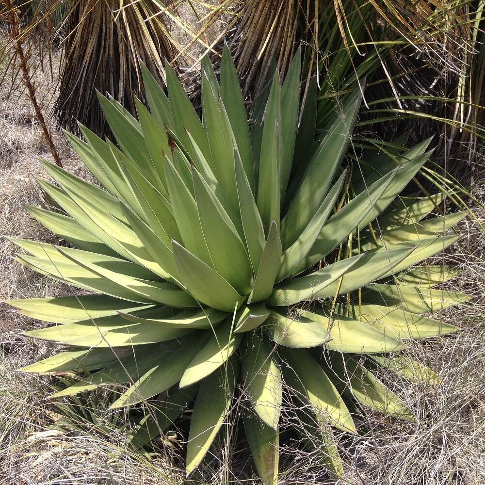 Слика од Agave triangularis Jacobi