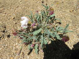 Plancia ëd Oenothera californica (S. Wats.) S. Wats.